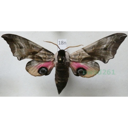 Smerinthus ocellata (Linnaeus, 1758) Nastrosz półpawik Poland18n